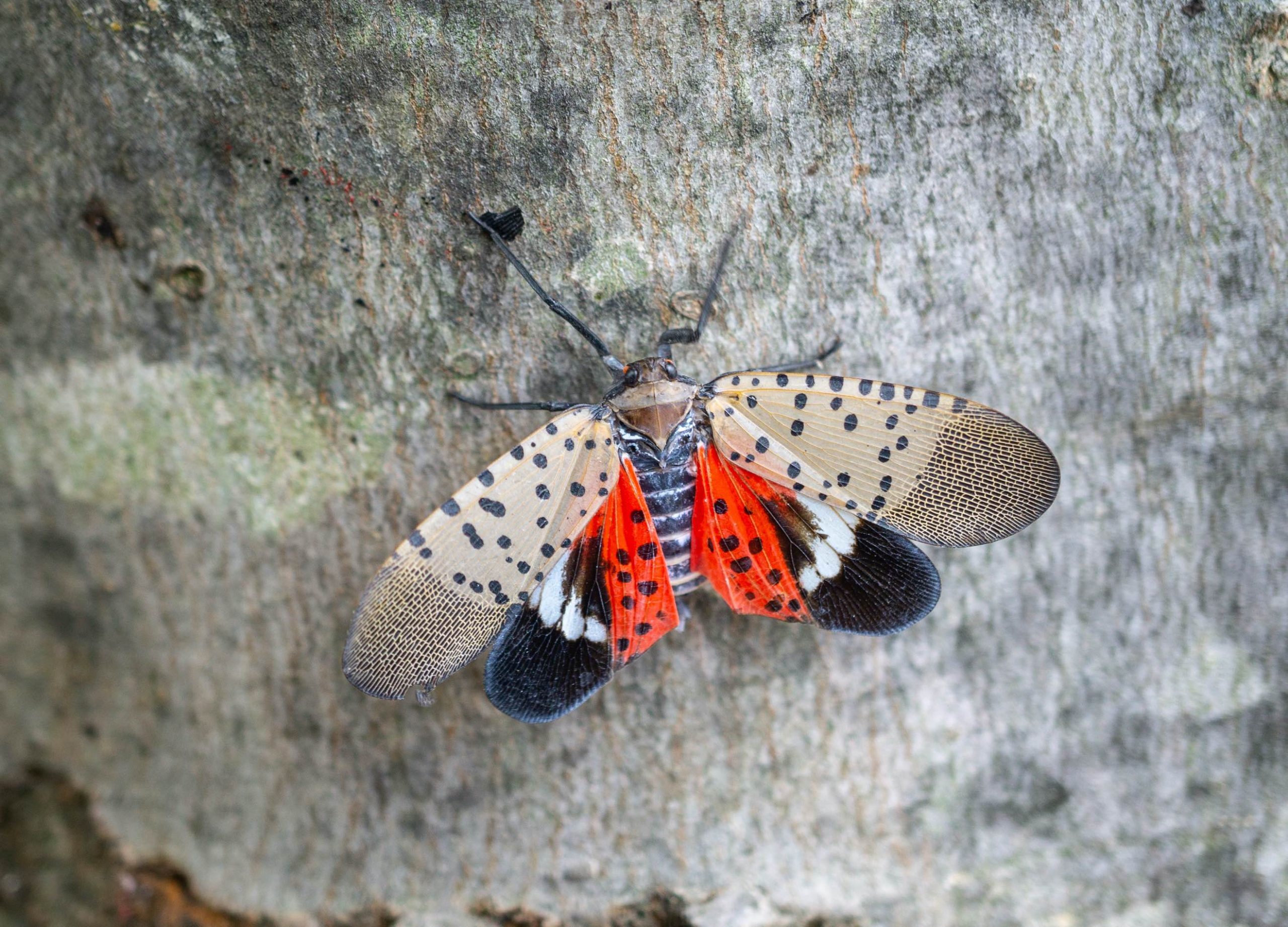 Top,View,Of,Spotted,Lanternfly,,Chester,County,,Pennsylvania